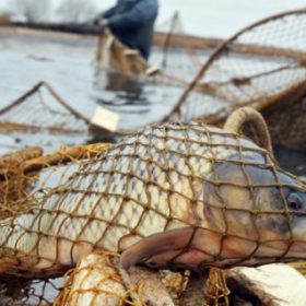 На Хмельнитчине снова грубо нарушили правила рыболовства